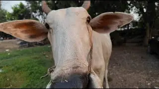 Am Dormit in Curtea unui Taran din Cambogia, cum arata vacile din Asia?