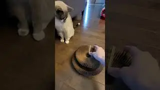 Kitty Kurlz accordian cat toy cat going at it