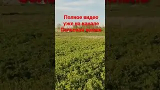 какую траву лечше сеять на сено #сельскаяжизнь #люцерна