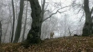 Туман и дождь, но не сдаюсь, без находок не остался.