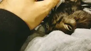 Нашёл двух слепых котят , которых кто то выбросил .