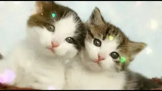 Paki New Funny Animals 😂 Funniest Cats and Dogs Videos 😺|@KiratoonWild4462 ​