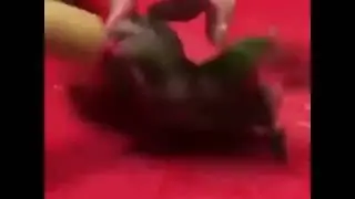 Bird.exe Stopped Working