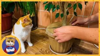Лайфхак как спасти цветы от котов. Это очень просто и полезно!
