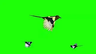 Green Screen Eurasian Magpie Bird Flying | Green screen bird flying | Green Screen Video