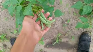 Plantações de feijão,milho.+Mostrando pinha.