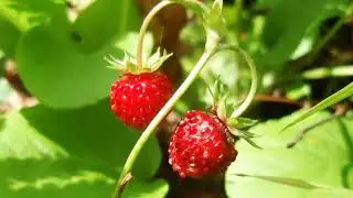 Ягодки цветочки у меня в садочке