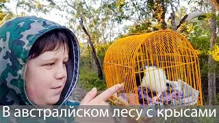 В осеннем австралийском лесу, с детьми и крысами
