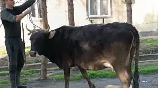 Говҳои ФУРУШИ ДАР УЯЛИ  доставка дора