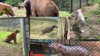 Sri Chamarajendra Zoological Gardens or Soo || Mysore or Mysuru #zoo #youtube
