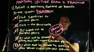 CHA 101 (Human Anatomy) MIDTERM 2 PRACTICE EXAM QUESTIONS (created by Eric The Tutor) | UC Davis