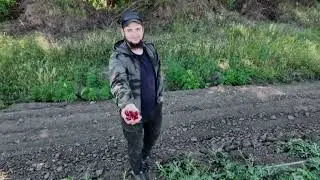 Джо выращивает арбузы.