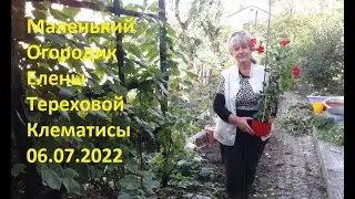 Маленький Огородик Елены Тереховой - Клематисы 06.07.2022