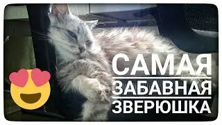 Я ТАЩУСЬ ОТ НЕЕ ♥ Моя котейка ♥