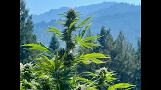 Immerse Yourself in the Study of Cannabis / The Ganjier Highlands Campus / Enrollment Now Open