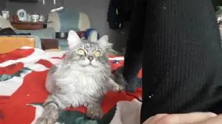 Кот