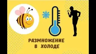 Размножение пчел в холоде