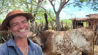 Agricultor de serra talhada Pernambuco mostra o amor a sua criação de gado no SERTÃO NORDESTINO.