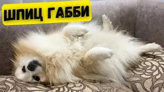Шпиц Габби 🐾 Каждый раз после приема пищи