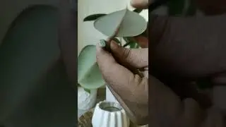 Rubber plant propagation on high demand.  