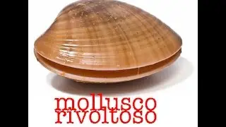 Il Fasolaro ribelle