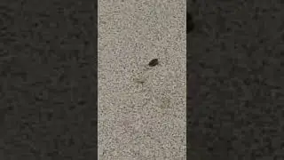 Макруха пришла билет купить на электричку🤣🤣🤣 