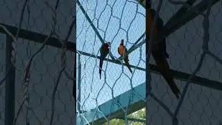 Попугаи #shortsvideo #travel #краснодарскийкрай #лето #попугаи #геленджик