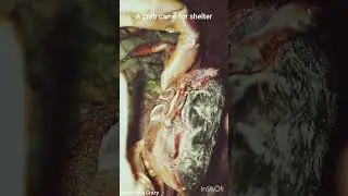 A crab came for shelter #crab #short #animals #creature #crabs #somethingcrazy
