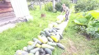 Собираем  с  внуком  урожай  кабачков  и  тыкв.