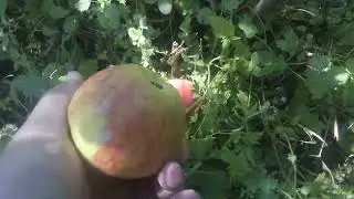 Какой сорт привил не знаю ? Может вы , знаете? Яблоки вкусные , мякоть белая #яблочки #яблони