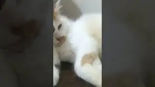 manja nya Lilik sama Tante melky...