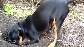 Ягдтерьер роет яму!))))))))