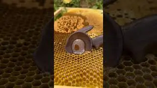 Satisfying 😍 Vidéoلعشاق العسل#Shorts