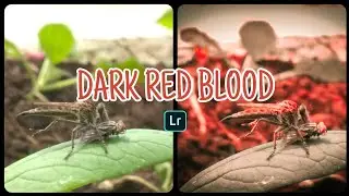 Tutorial edit foto lightroom android dark red blood moody tone effect ala instagramable