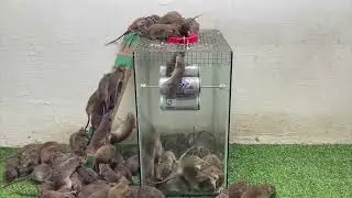 Creative Mouse Trap/Electric mouse trap/ how to trap mice