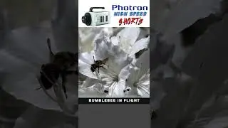 Bumblebee in Flight shot at 16,000 frames per second using the Photron Nova S16 high speed camera