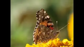 Novembro 2017 fotografia e som original.