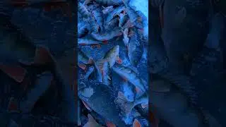 Окунь, на Ладожском озере первый лёд 