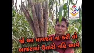 જો આ માવજત ના કરી તો બાજરામાં ઉતારો નહિ આવે