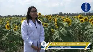 Nuevas directrices sobre  el estudio de cultivo de girasol