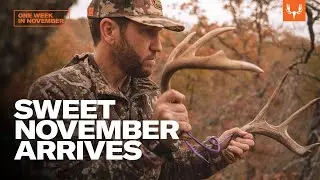 Sweet November Arrives | One Week In November