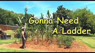 I Can't Reach That!