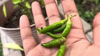 Backyard Green Chilli Harvest #greenchilli #chilli #backyardgardening