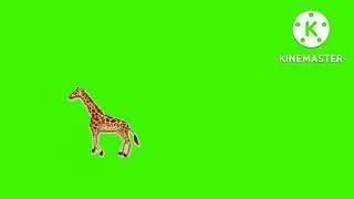 green screen giraffe  video