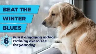 6 Fun & Engaging Indoor Exercises for your Dog