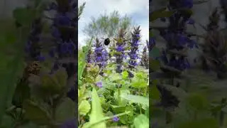 #дача #garden #природа        Природня клумба