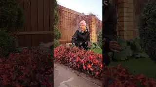 The easiest way to store begonias until spring! Where to store begonias in winter?