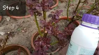 How to grow rose complete guide ( step 4 )