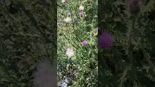 Бабочку видели?