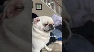 Follow Leo for more healing tips!! #puglife #pug